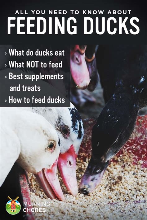— but many of them are totally relatable. Feeding Ducks - What Do Ducks Eat and What NOT to Feed