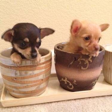 Why buy a puppy for sale if you can adopt and save a life? Stunning hand crafted chihuahua accessories and jewellery ...