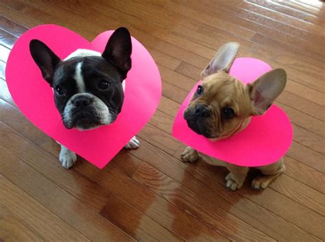 Happy Valentines Day French Bulldogs French Bulldog Dog Bulldog