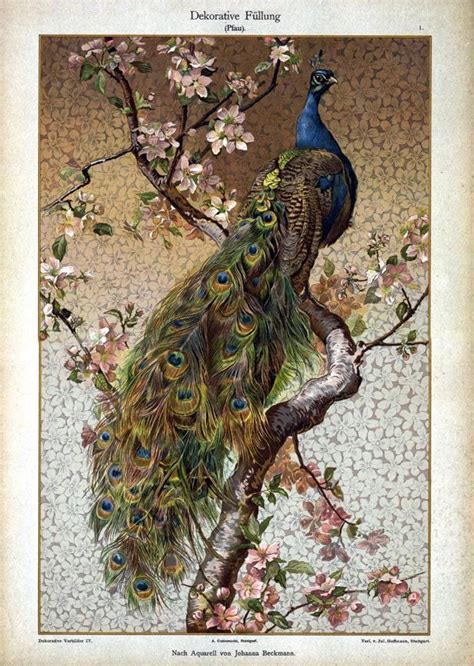 Victorian Peacock Pfau Reprint