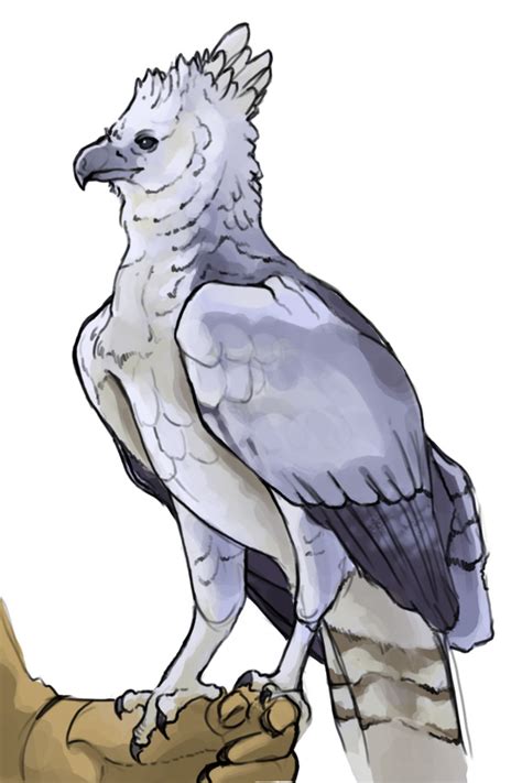 Harpy Eagle By Legacyofpiracy On Deviantart