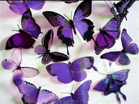 Everything Purple Butterflies Photo 38576390 Fanpop