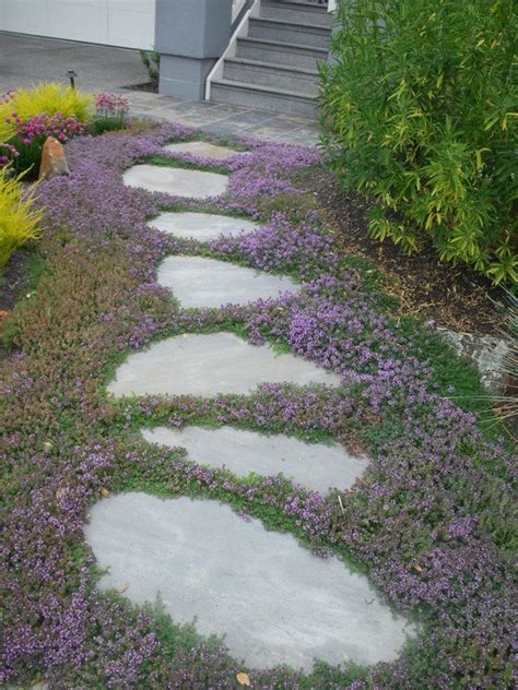 Creeping Thyme Ground Cover Sweet N Low By Live Mulch Creeping