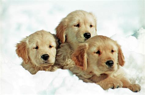 Three Puppies In Snow Photograph By Stan Fellerman Fine Art America