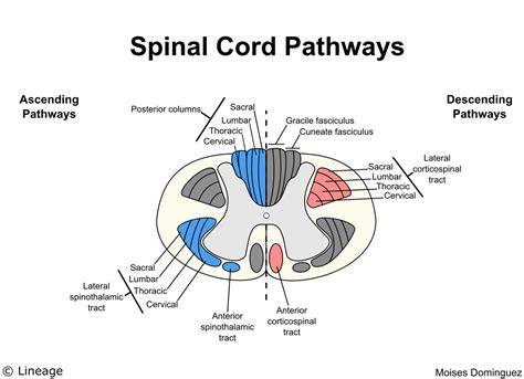 Lumbar Spinal Cord Cross Section