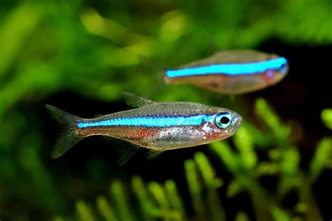 Green Neon Tetra Paracheirodon Simulans Ultimate Care Guide Fish