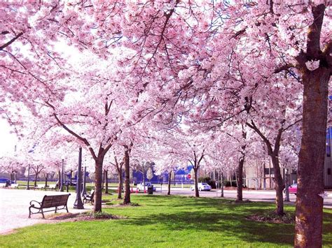 Sakuras Arboles De Sakura Flor De Cerezo Flores De Cerezo Japonesas