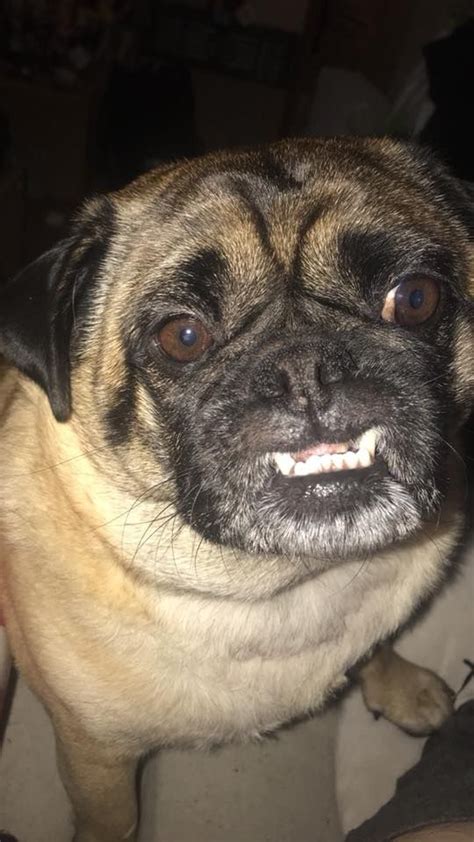 Smiling Or Angry Pugs Dogs Best