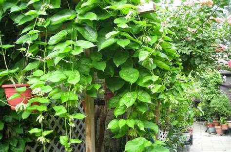 Quá trình thu mua nhanh chóng, chuyên nghiệp, rõ ràng. # 1【THAM KHẢO】cách trồng và chăm sóc Cây hoa thiên lý