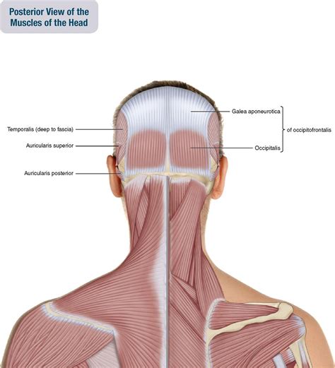 9 Muscles Of The Head Musculoskeletal Key
