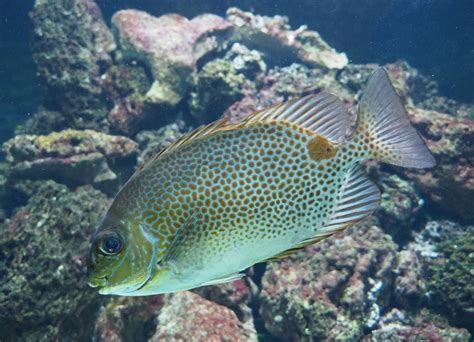 Orange Spotted Spinefoot Siganus Vittatus Feb 27th 2019 Zoochat