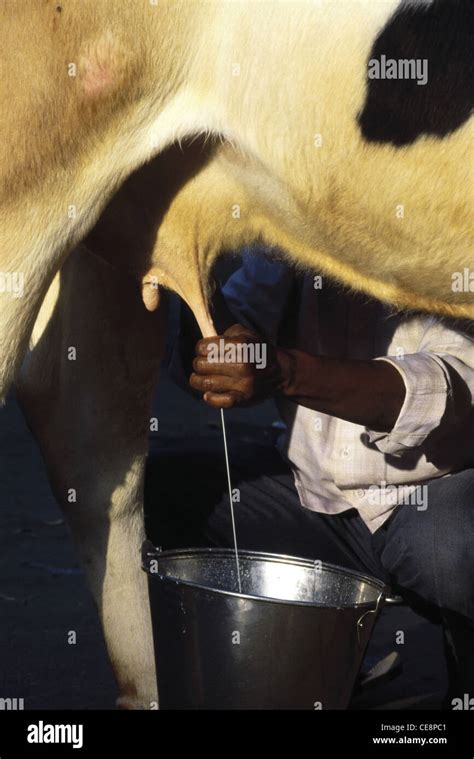 Man Milking Cow Hi Res Stock Photography And Images Alamy