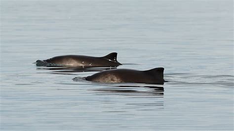 Finnenloser schweinswal {m} finless porpoise neophocaena phocaenoides zool. Geocaching auf Sylt: Schweinswal Ahoi! - Whale and Dolphin ...