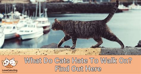 What Do Cats Hate To Walk On Find Out Here