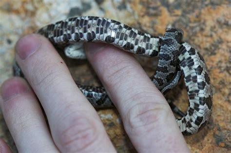 Juvenile Western Rat Snake Near Huntsville Madison Co A Flickr