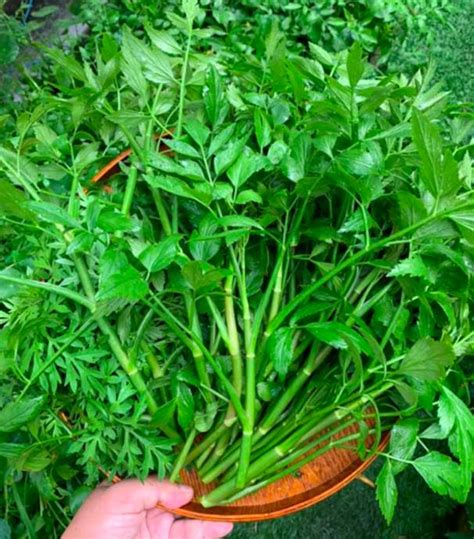 Maybe you would like to learn more about one of these? Cara Tanam Daun Selom Paling Mudah Dan Hidup Subur ...