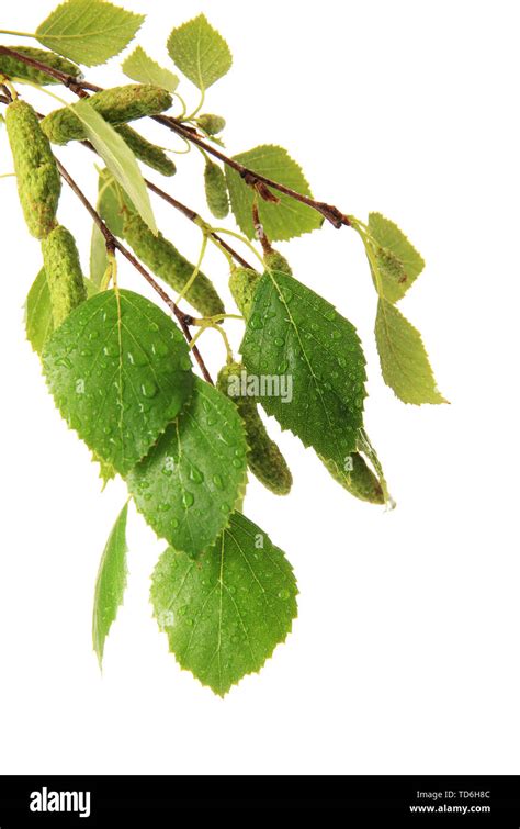 Green Birch Leaves Isolated On White Stock Photo Alamy