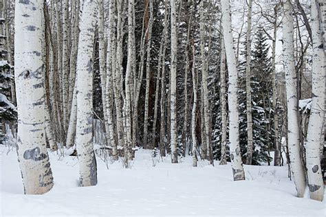 Aspen Trees Winter Stock Photos Pictures And Royalty Free Images Istock