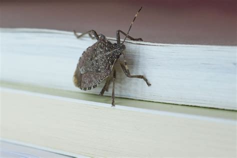 Stink Bugs Boxelder Bugs Mccarthy Termite And Pest Control Blog
