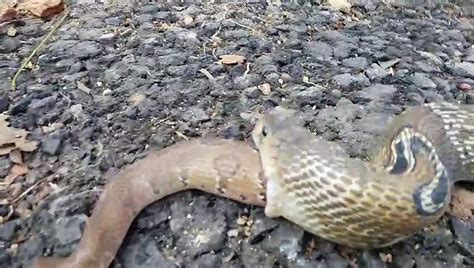 Rescued Snake Regurgitates Video Dailymotion