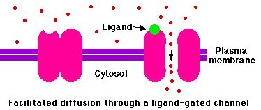The number of ligands depends on the size of the metal. Transport Across Cell Membranes