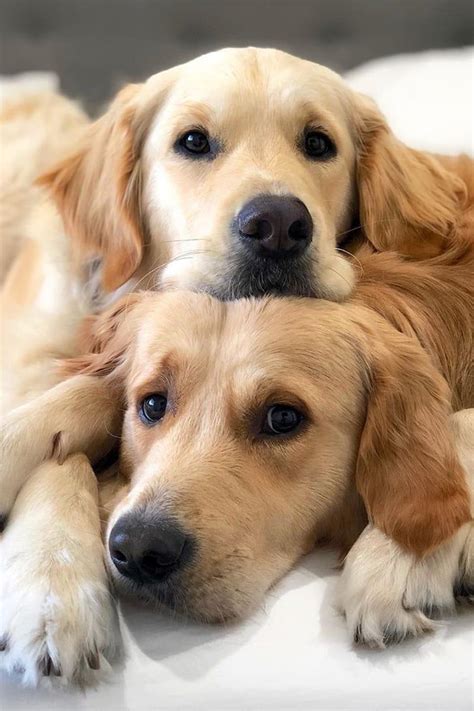 Two Golden Retrievers Are Laying On A White Bed And One Is Looking At