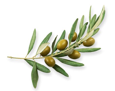 Dumet World Of Olives