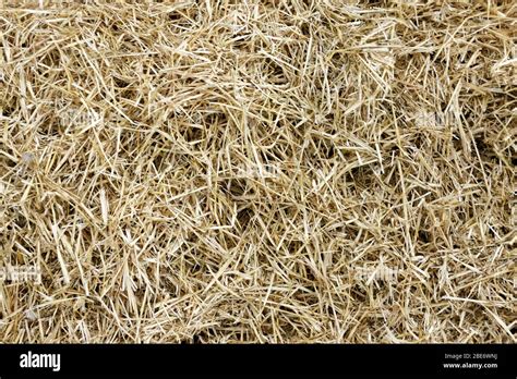 Straw Surface Straw Pack Texture Stack Of Straw Texture Image Dry