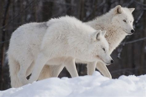 Arctic Wolf Wallpaper ·① Wallpapertag