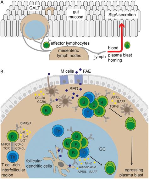 Immune Anatomy Of Iga Responses A Gut Associated Lymphoid Tissues