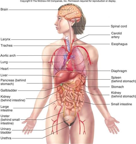 Human Anatomy And Physiology Human Body Anatomy