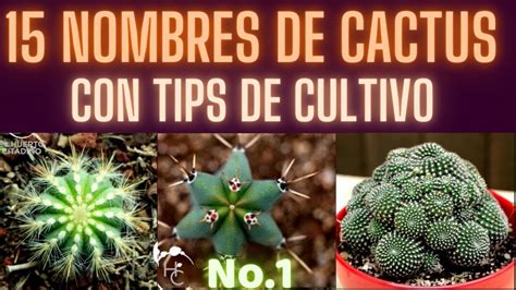 Siempre intentamos ofreceros un amplio surtido de cactus y plantas carnosas , en distintos tamaños, colores y formas. NOMBRES DE CACTUS No.1 || HUERTO CITADINO - YouTube