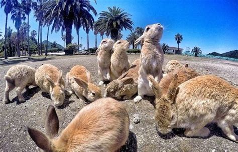 La Isla De Los Conejos Está En Japón Animales En Video