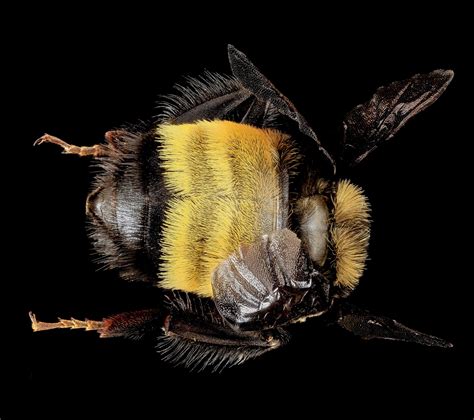 And it may be a great idea, especially if you have children that adore playing in the yard. : Bumble bee survey : Minnesota Bee Atlas : Citizen ...