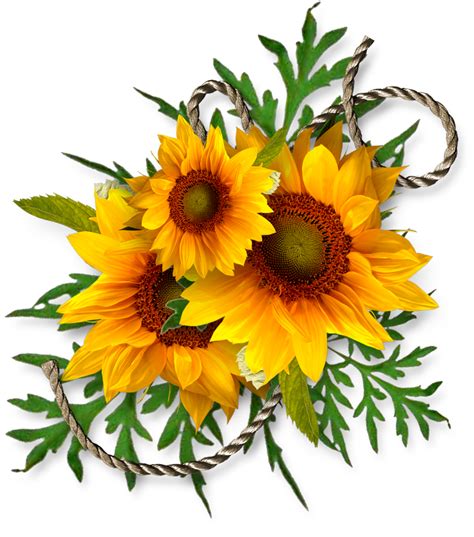 Sunflower Sunflowers Png Bouquet Transparent Images Free Download