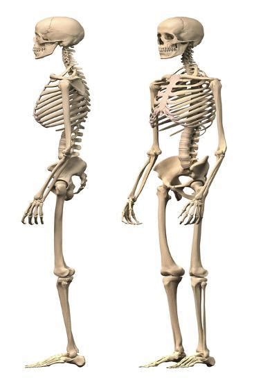 Anatomy Of Male Human Skeleton Side View And Perspective View Print
