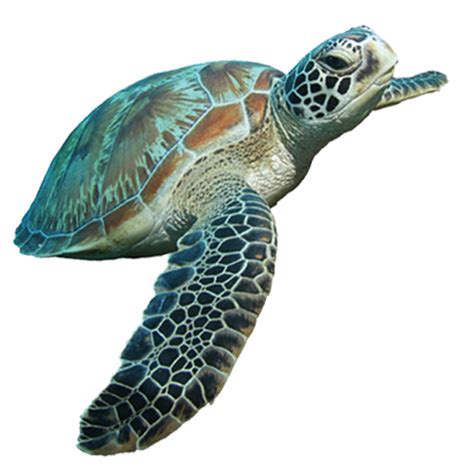 Turtle Cartoon Tortoise Clip Art Turtle Png Image And Clipart