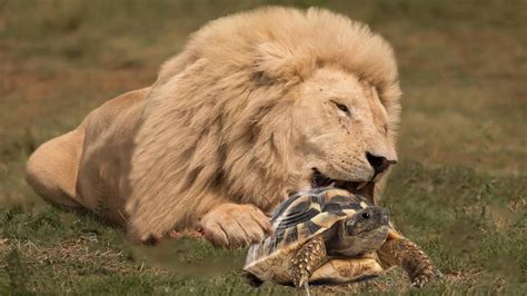 Can Tortoise's shell protect itself from Lion? - YouTube
