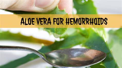 Hemorrhoids are a delicate problem that needs treatment to. How To Cure Hemorrhoids Naturally With Aloevera
