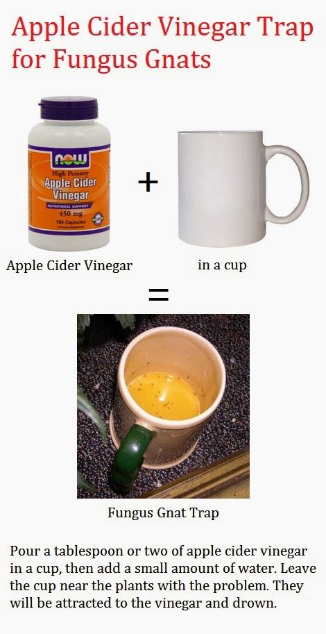 Apple Cider Vinegar Trap For Fungus Gnats