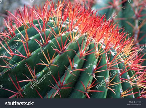 Once a zombie has been turned into gold. Red Spines On A Barrel Cactus. Stock Photo 527137 ...
