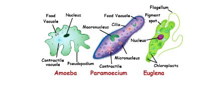 Multicellular organisms have a low regeneration capacity. 15 Difference Between Unicellular And Multicellular ...