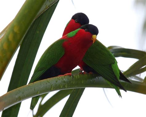 Collared Lories Taveuni June2008 List Of Birds Of Fiji Wikipedia