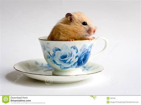 Hamster In The The Teacup Stock Photo Image Of Hamster