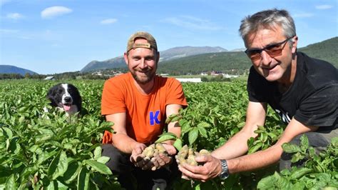 Vår velkjente redaksjonsmedlem og betydningsfulle skribent hans kristian gaarder er gått bort. Mandelpoteta er den beste poteta - Alvdal midt i væla