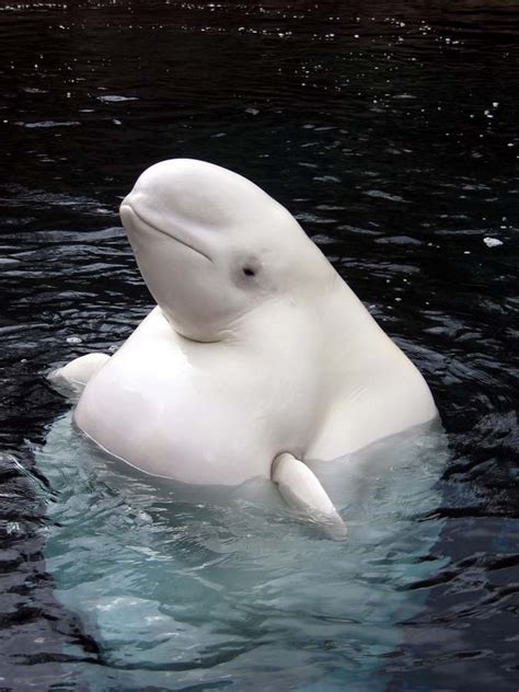 Beluga Pictures Pics Images And Photos For Inspiration