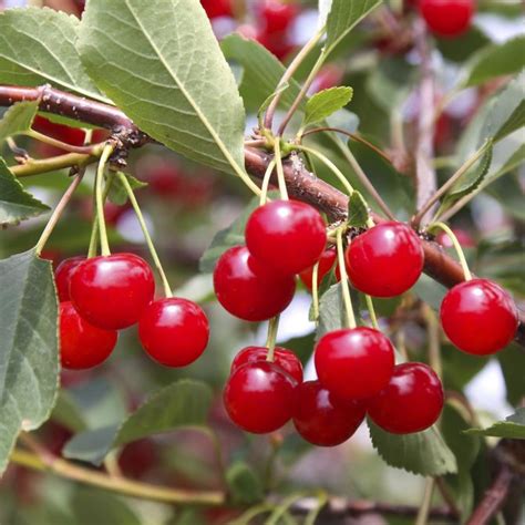 Buy Bare Root Montmorency Cherry Trees For Sale Chief River Nursery