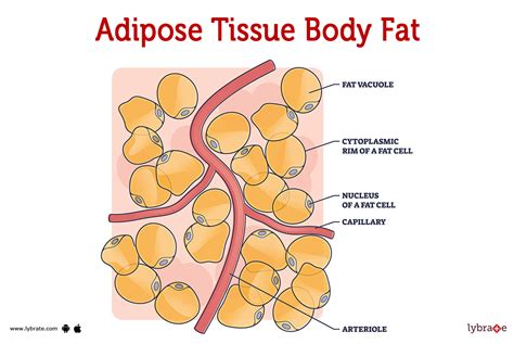 Adipose Tissue Human Anatomy Image Functions Diseases And Treatments