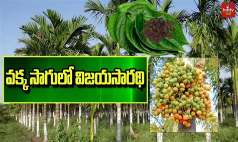 Vakka Sagu వక్క సాగుతో అధిక లాభాలు Betel Nut Farming Profit In Telugu
