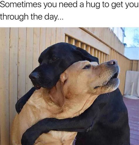 15 Warm And Fuzzy Memes That Will Brighten Up Your Day In 2021 Boxer